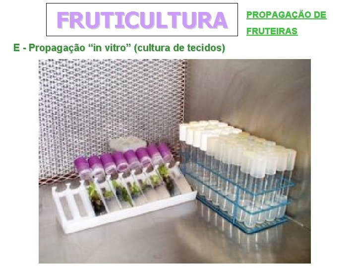 FRUTICULTURA E - Propagação “in vitro” (cultura de tecidos) PROPAGAÇÃO DE FRUTEIRAS 