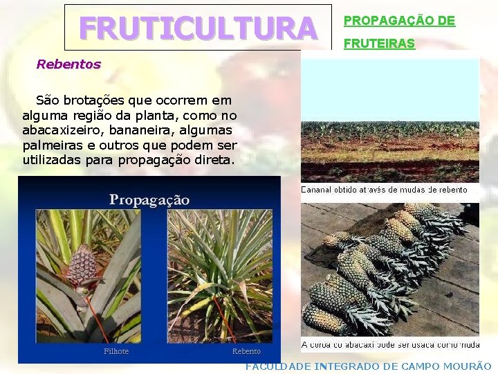 FRUTICULTURA PROPAGAÇÃO DE FRUTEIRAS Rebentos São brotações que ocorrem em alguma região da planta,