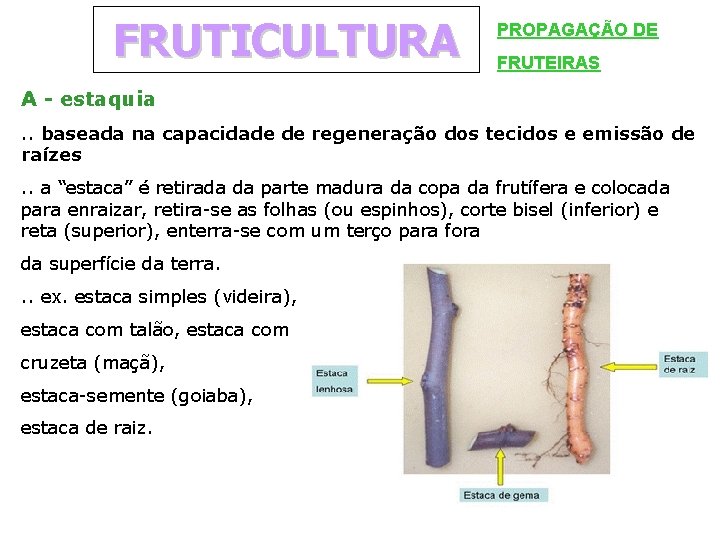 FRUTICULTURA PROPAGAÇÃO DE FRUTEIRAS A - estaquia. . baseada na capacidade de regeneração dos