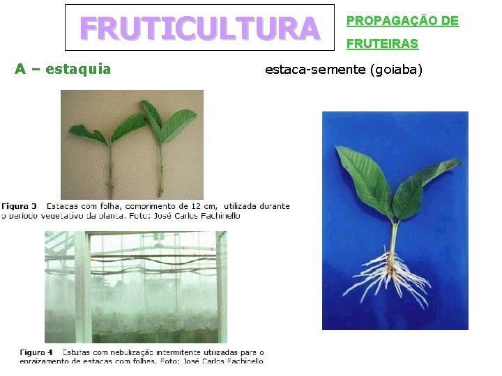 FRUTICULTURA A – estaquia PROPAGAÇÃO DE FRUTEIRAS estaca-semente (goiaba) 