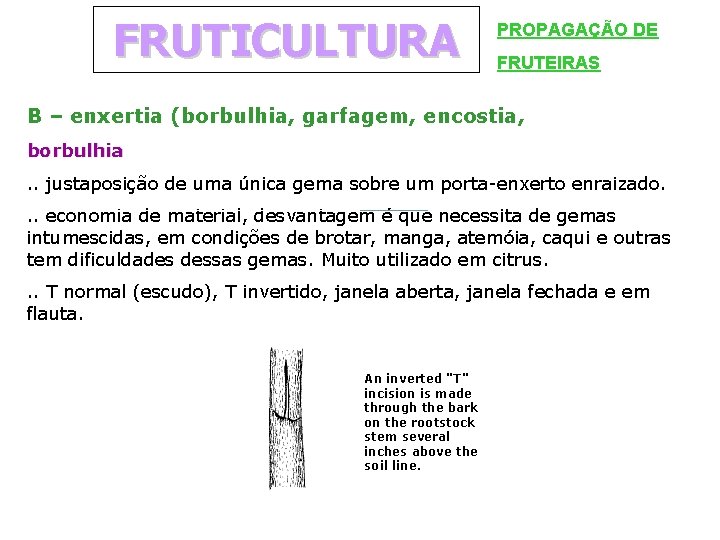 FRUTICULTURA PROPAGAÇÃO DE FRUTEIRAS B – enxertia (borbulhia, garfagem, encostia, borbulhia. . justaposição de