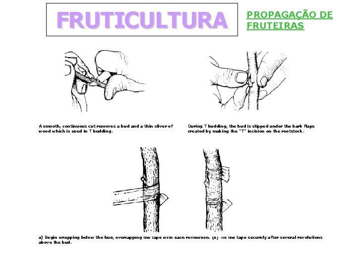 FRUTICULTURA A smooth, continuous cut removes a bud and a thin sliver of wood