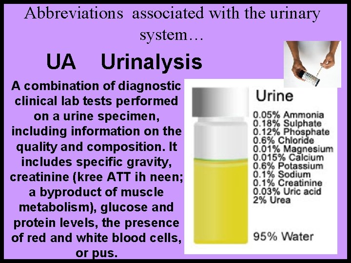 Abbreviations associated with the urinary system… UA Urinalysis A combination of diagnostic clinical lab