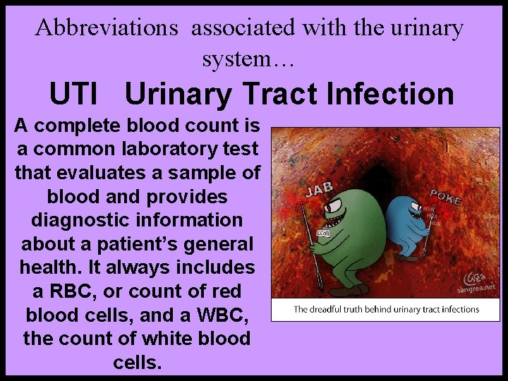 Abbreviations associated with the urinary system… UTI Urinary Tract Infection A complete blood count