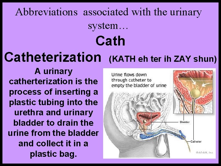 Abbreviations associated with the urinary system… Catheterization (KATH eh ter ih ZAY shun) A
