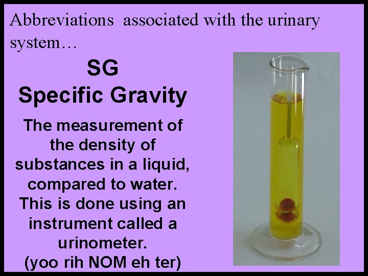 Abbreviations associated with the urinary system… SG Specific Gravity The measurement of the density