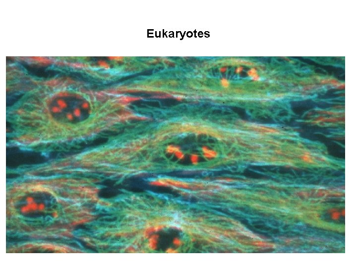 Eukaryotes 