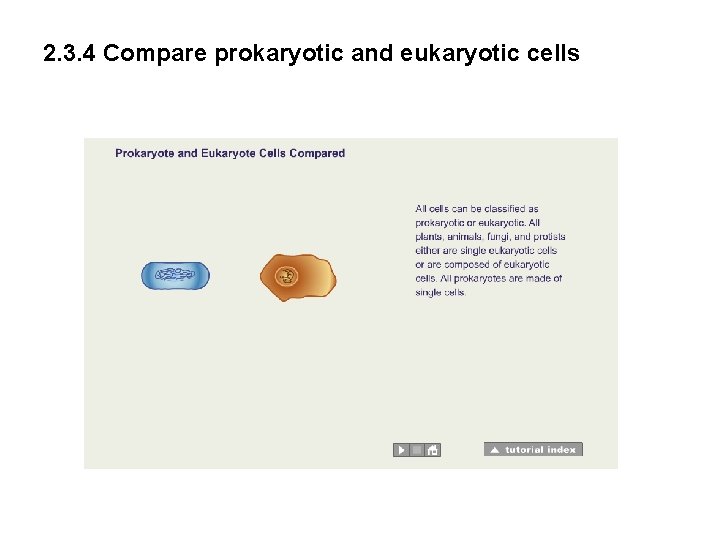 2. 3. 4 Compare prokaryotic and eukaryotic cells 