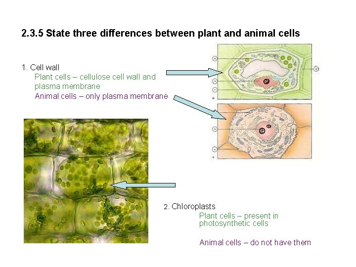 2. 3. 5 State three differences between plant and animal cells 1. Cell wall