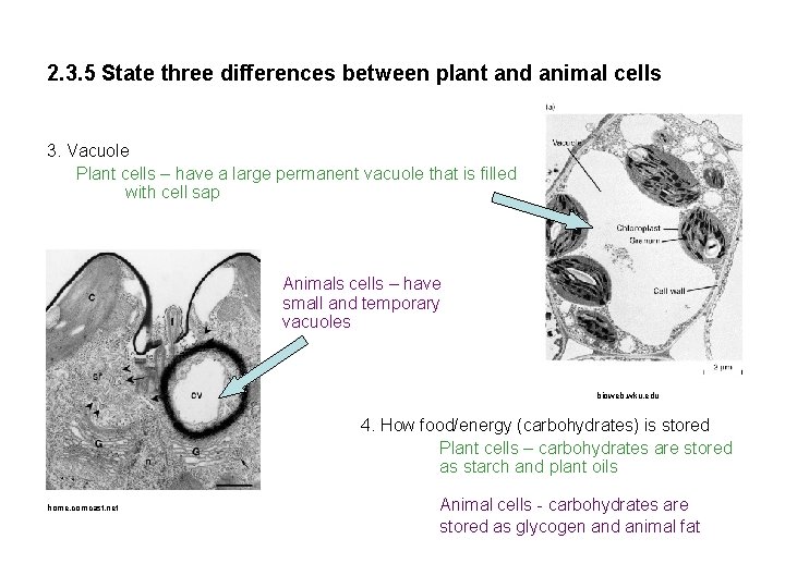 2. 3. 5 State three differences between plant and animal cells 3. Vacuole Plant