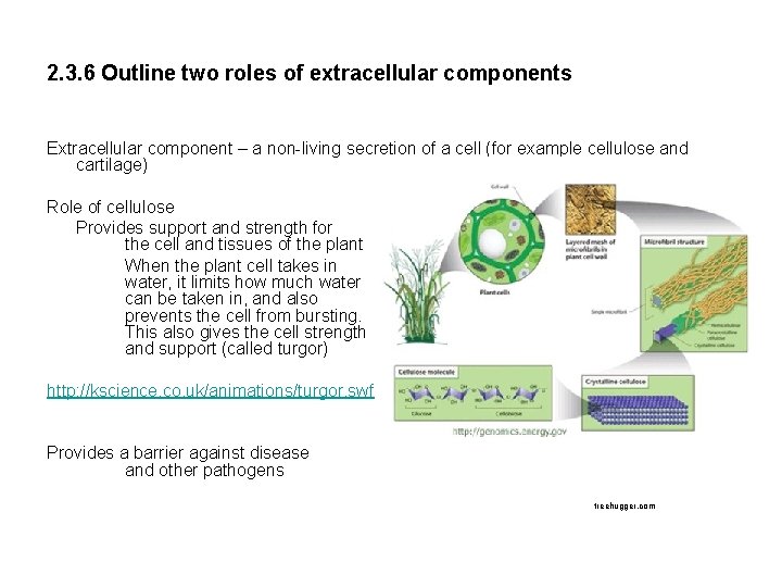 2. 3. 6 Outline two roles of extracellular components Extracellular component – a non-living