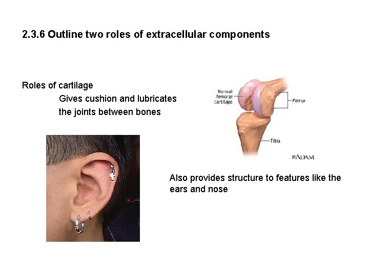 2. 3. 6 Outline two roles of extracellular components Roles of cartilage Gives cushion