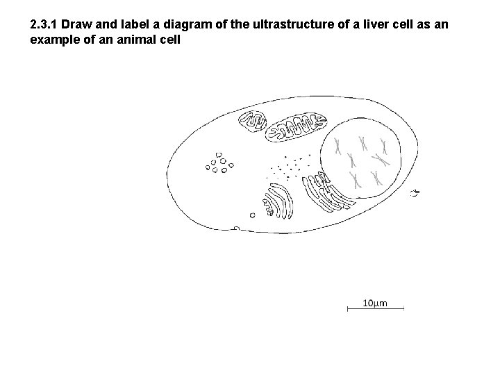 2. 3. 1 Draw and label a diagram of the ultrastructure of a liver