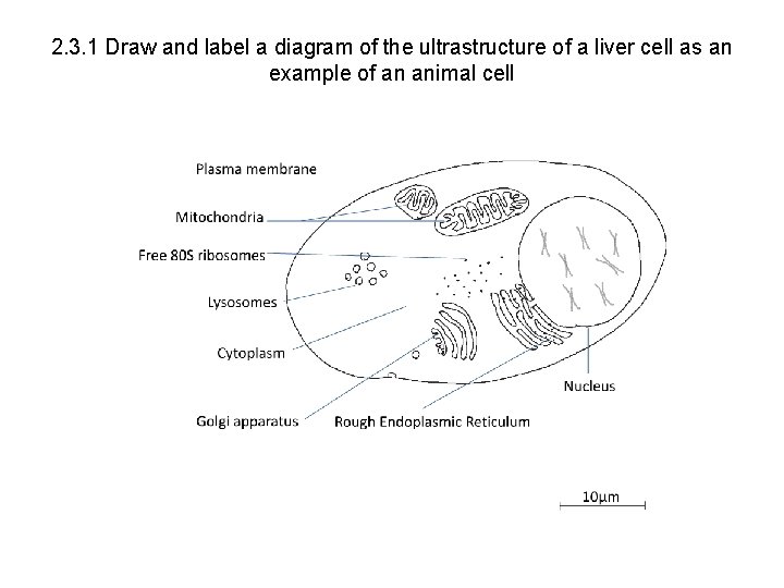 2. 3. 1 Draw and label a diagram of the ultrastructure of a liver