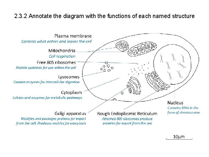 2. 3. 2 Annotate the diagram with the functions of each named structure 