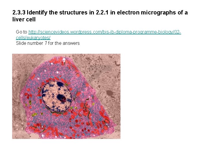 2. 3. 3 Identify the structures in 2. 2. 1 in electron micrographs of