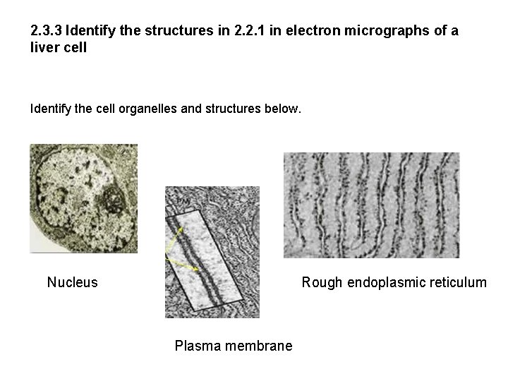 2. 3. 3 Identify the structures in 2. 2. 1 in electron micrographs of