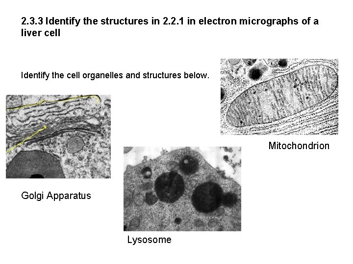 2. 3. 3 Identify the structures in 2. 2. 1 in electron micrographs of