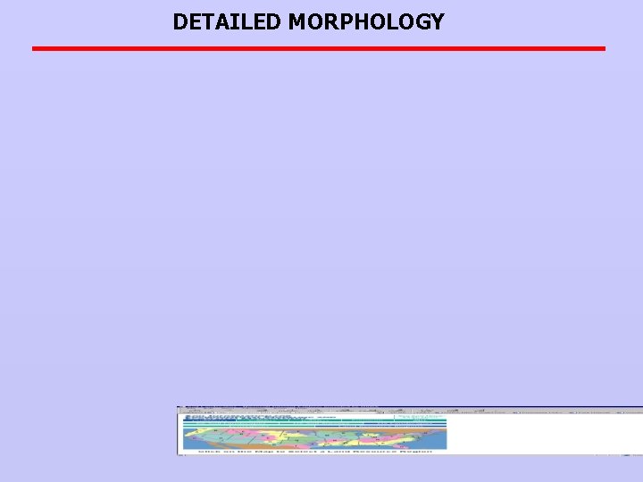 DETAILED MORPHOLOGY 