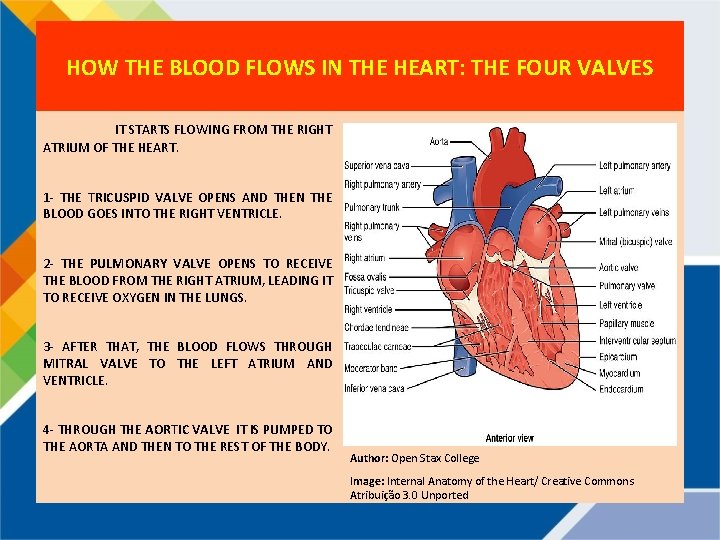 HOW THE BLOOD FLOWS IN THE HEART: THE FOUR VALVES IT STARTS FLOWING FROM