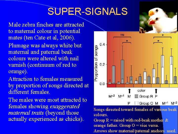 SUPER-SIGNALS Male zebra finches are attracted to maternal colour in potential mates (ten Cate