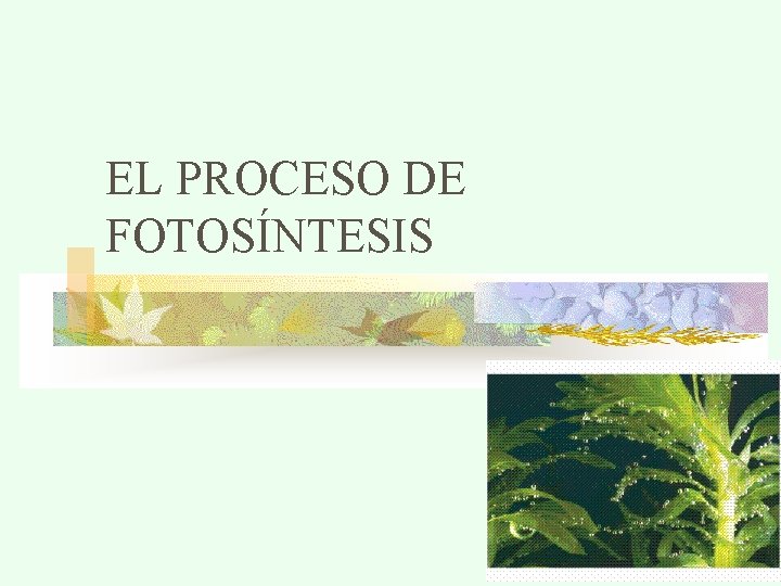 EL PROCESO DE FOTOSÍNTESIS 