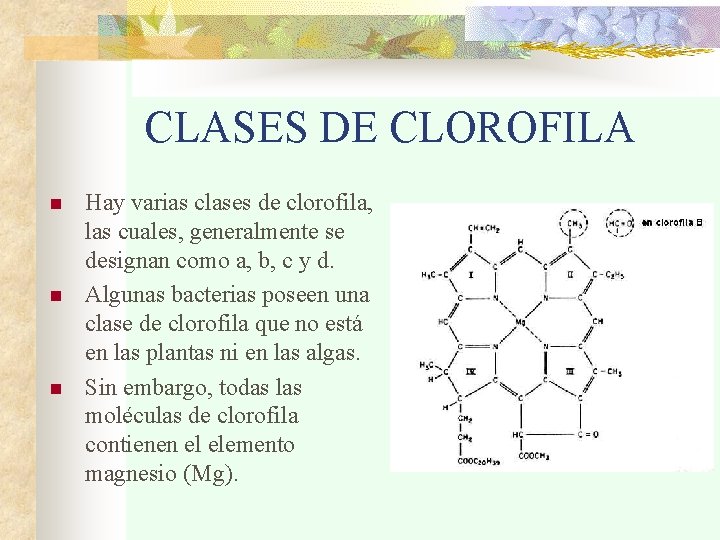 CLASES DE CLOROFILA n n n Hay varias clases de clorofila, las cuales, generalmente