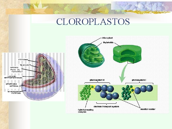 CLOROPLASTOS 