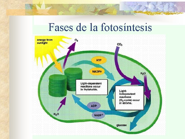 Fases de la fotosíntesis 