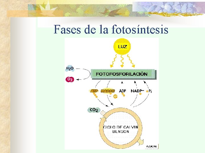 Fases de la fotosíntesis 