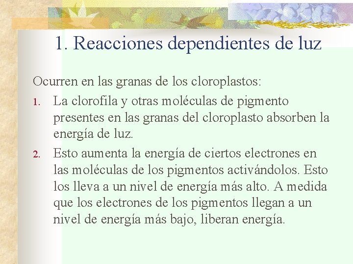 1. Reacciones dependientes de luz Ocurren en las granas de los cloroplastos: 1. La