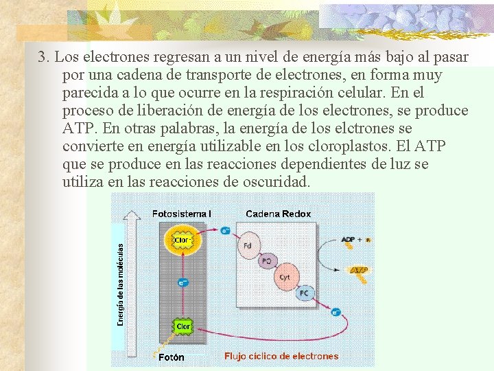 3. Los electrones regresan a un nivel de energía más bajo al pasar por