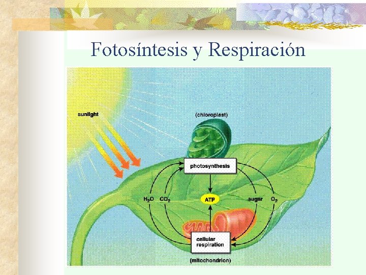 Fotosíntesis y Respiración 