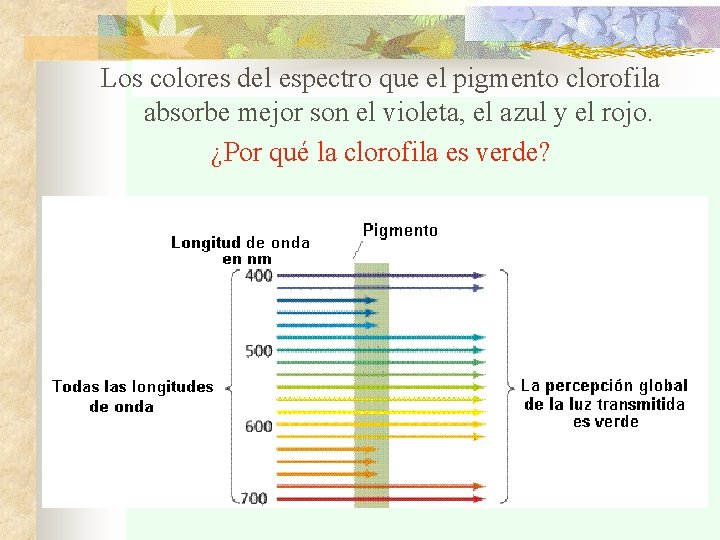 Los colores del espectro que el pigmento clorofila absorbe mejor son el violeta, el