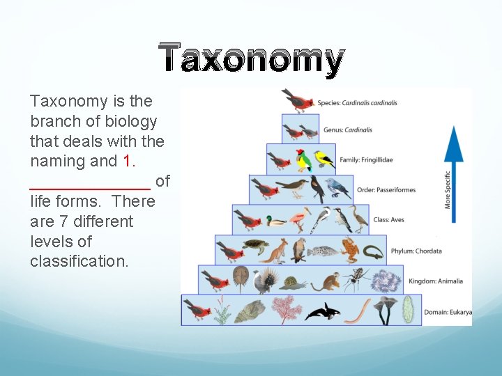 Taxonomy is the branch of biology that deals with the naming and 1. _______