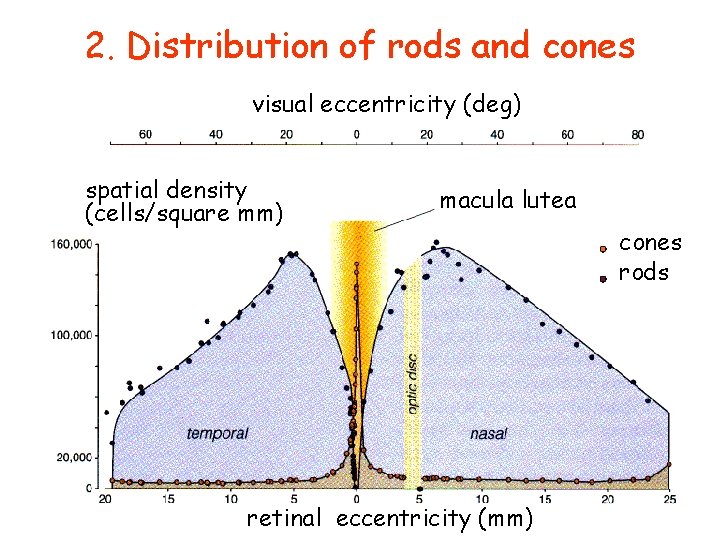 2. Distribution of rods and cones visual eccentricity (deg) spatial density (cells/square mm) macula