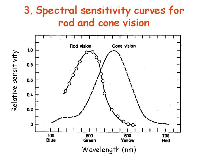 Relative sensitivity 3. Spectral sensitivity curves for rod and cone vision Wavelength (nm) 