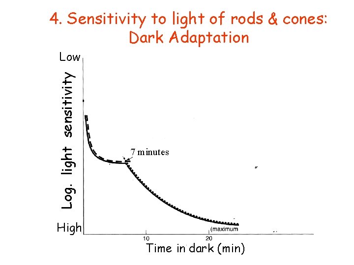 4. Sensitivity to light of rods & cones: Dark Adaptation Log. light sensitivity Low