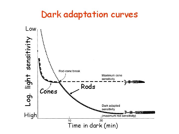 Dark adaptation curves Log. light sensitivity Low Cones Rods High Time in dark (min)