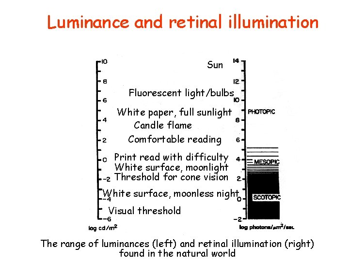 Luminance and retinal illumination Sun Fluorescent light/bulbs White paper, full sunlight Candle flame Comfortable