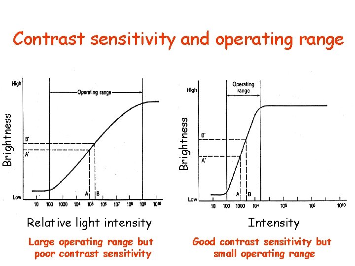 Brightness Contrast sensitivity and operating range Relative light intensity Large operating range but poor