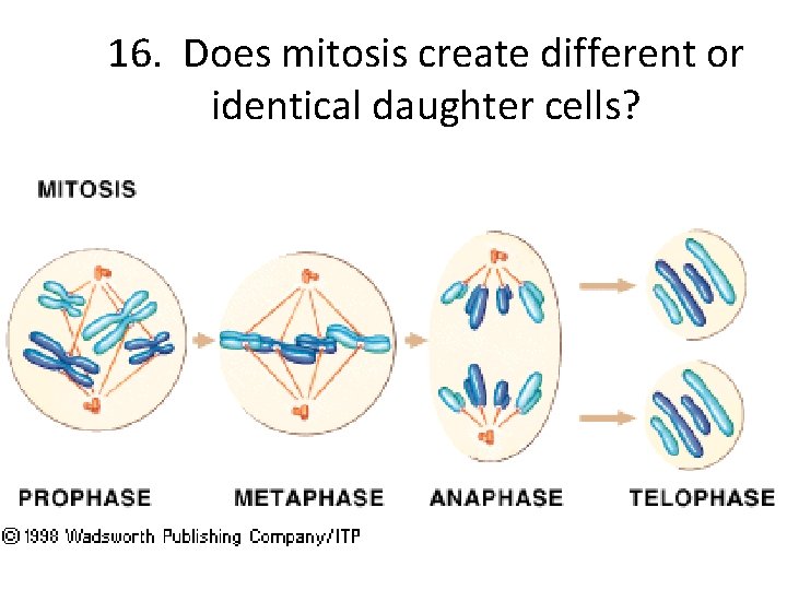 16. Does mitosis create different or identical daughter cells? 