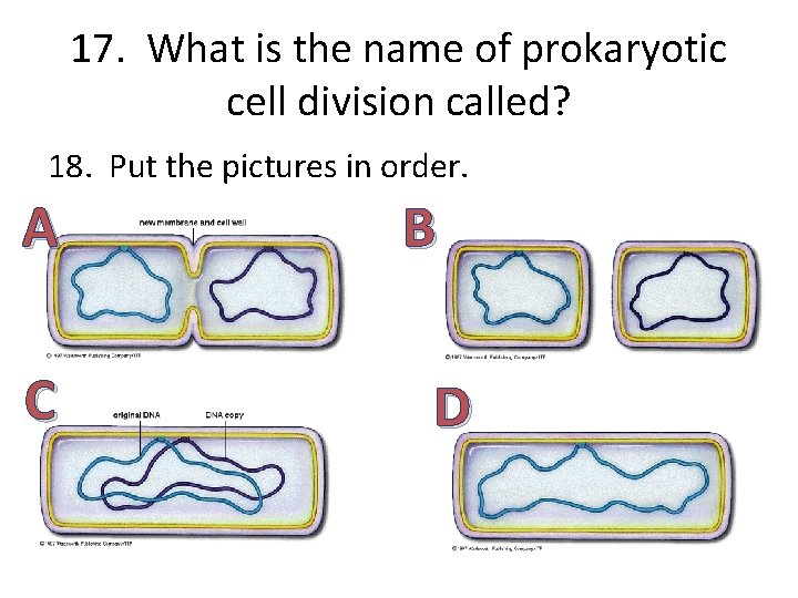 17. What is the name of prokaryotic cell division called? 18. Put the pictures