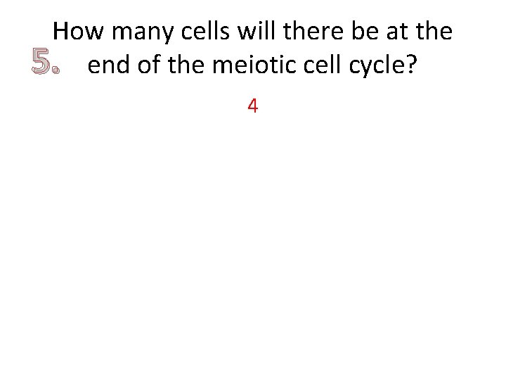 How many cells will there be at the 5. end of the meiotic cell