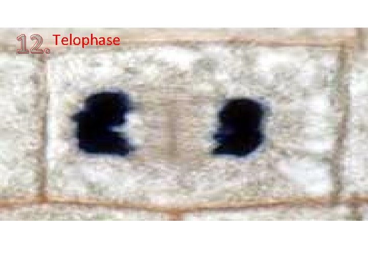 12. Telophase 