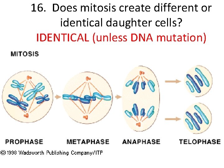 16. Does mitosis create different or identical daughter cells? IDENTICAL (unless DNA mutation) 