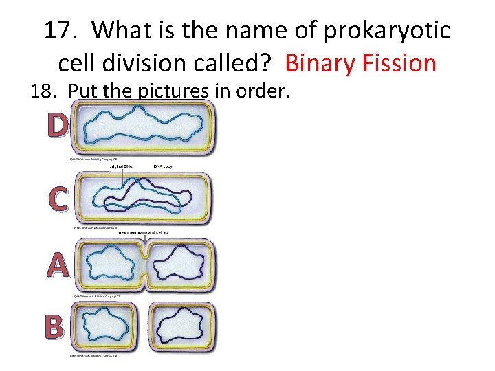 17. What is the name of prokaryotic cell division called? Binary Fission 18. Put