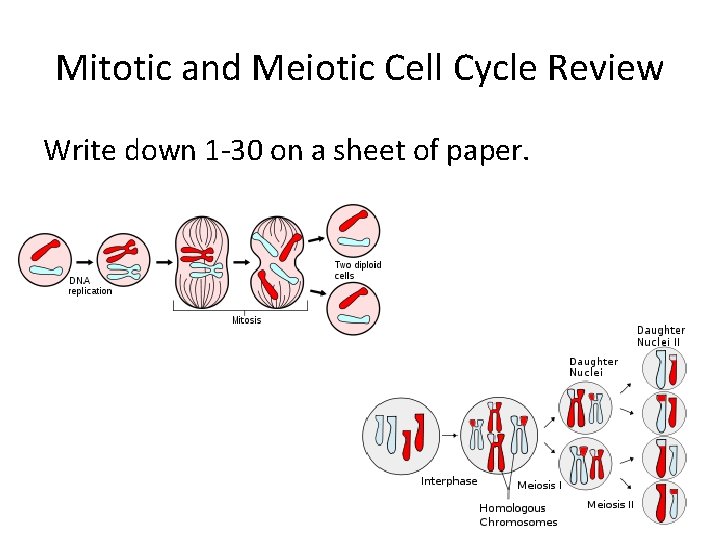 Mitotic and Meiotic Cell Cycle Review Write down 1 -30 on a sheet of