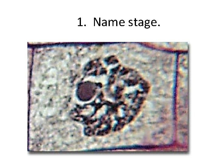 1. Name stage. 