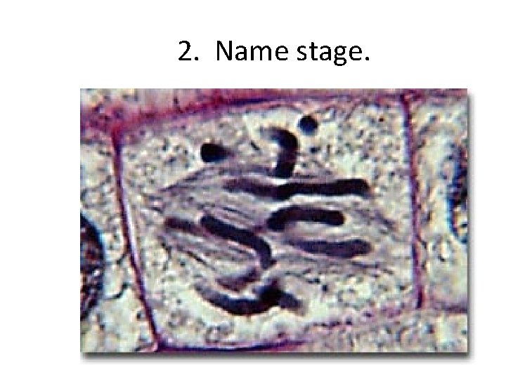 2. Name stage. 